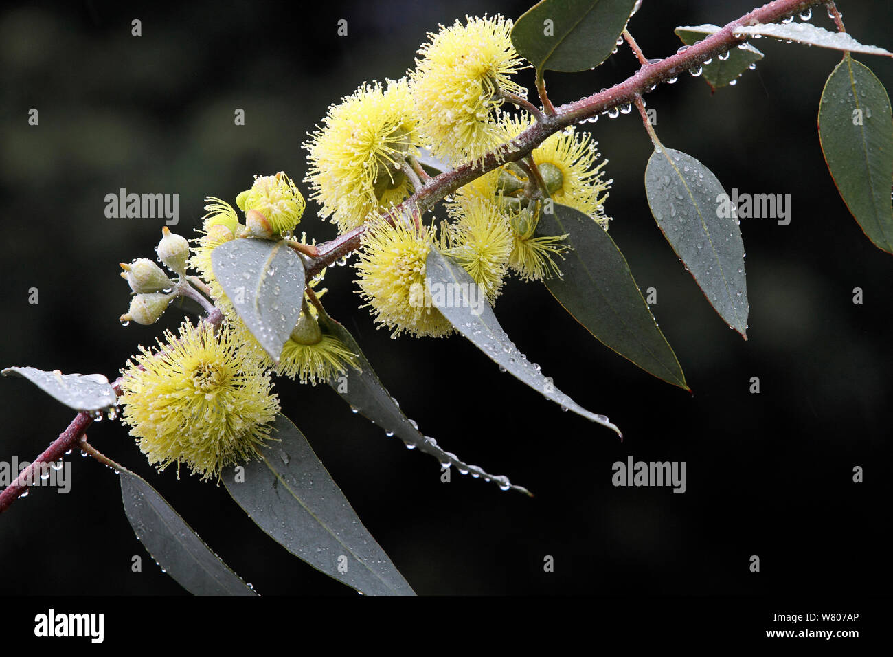 River red gum (Eucalyptus camaldulensis) leaves and flowers in the