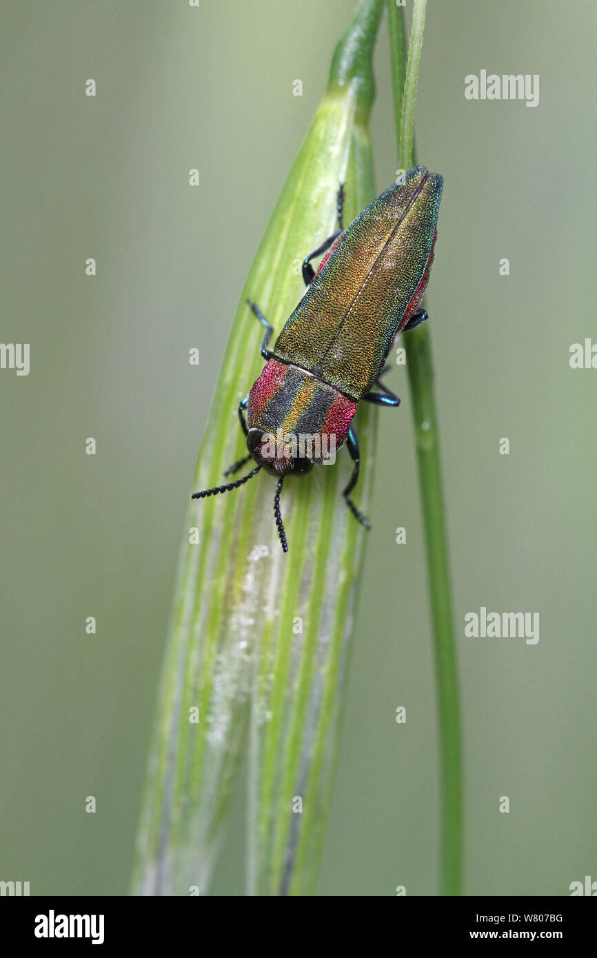 Jewel beetle (Anthaxia hungarica) on grass blade, Var, Provence, France, April. Stock Photo