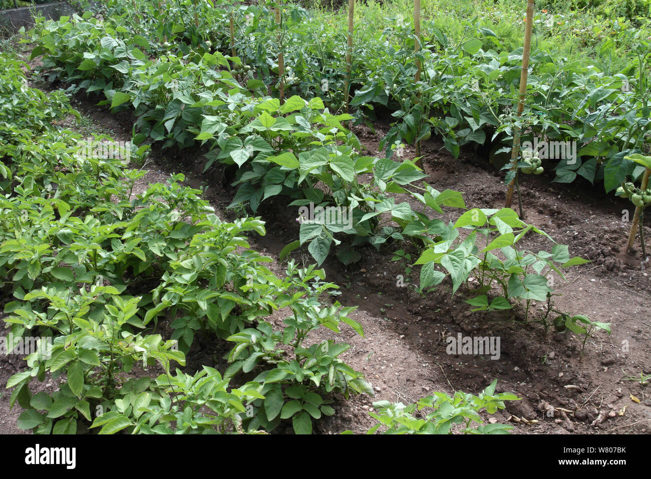 Vegetables growing in rows in an organic garden, Potatoes (Solanum tuberosum), Tomatoes (Solanum lycopersicum), Green beans (Phaseolus vulgaris), Var, Provence, France, June. Stock Photo