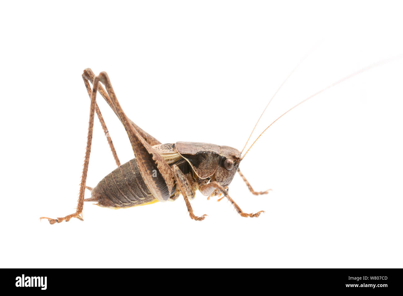 Dark bush-cricket (Pholidoptera griseoaptera) male, France, July. Meetyourneighbours.net project Stock Photo