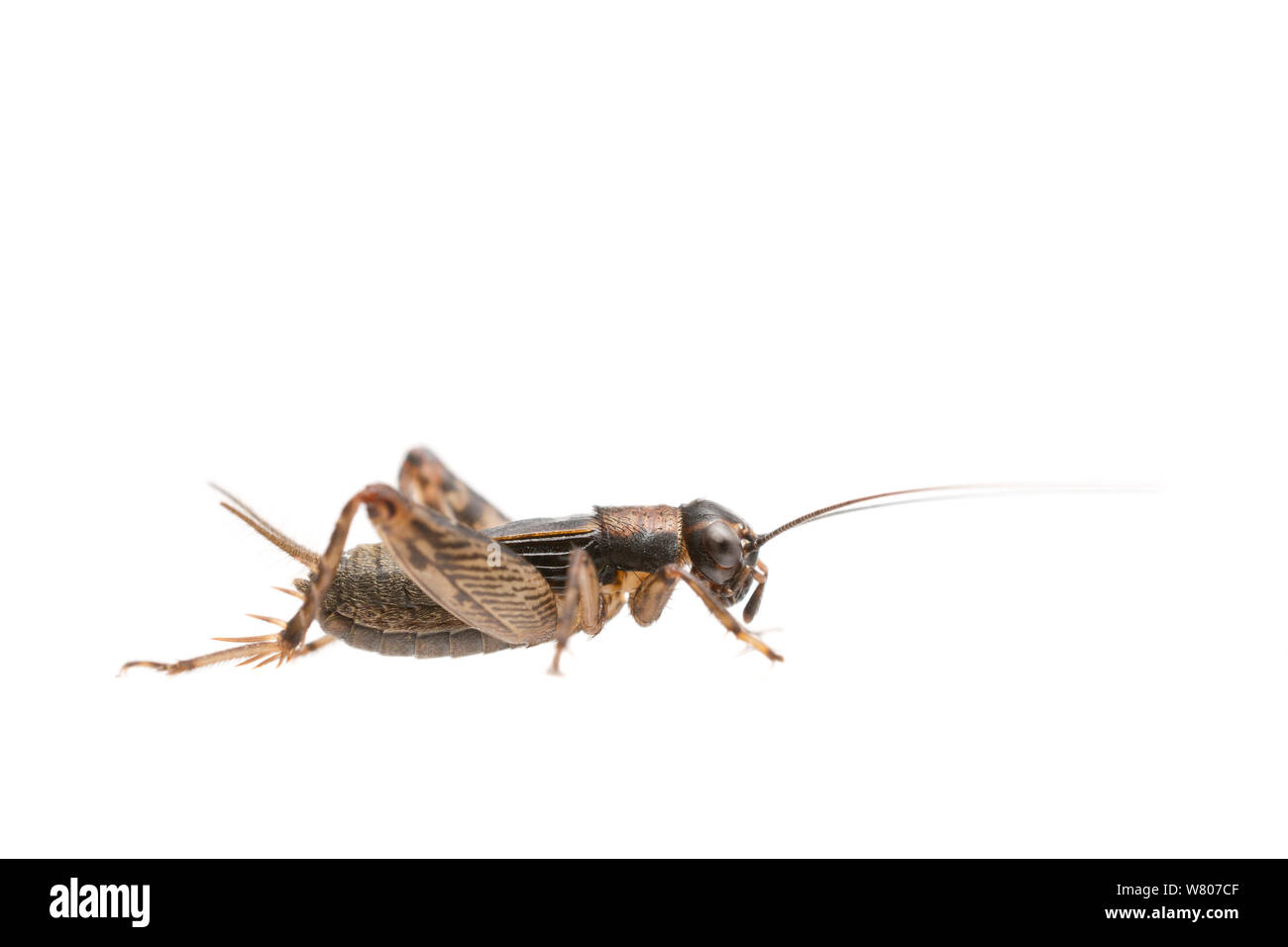 Wood-cricket (Nemobius sylvestris) male, The Netherlands, August. Meetyourneighbours.net project Stock Photo