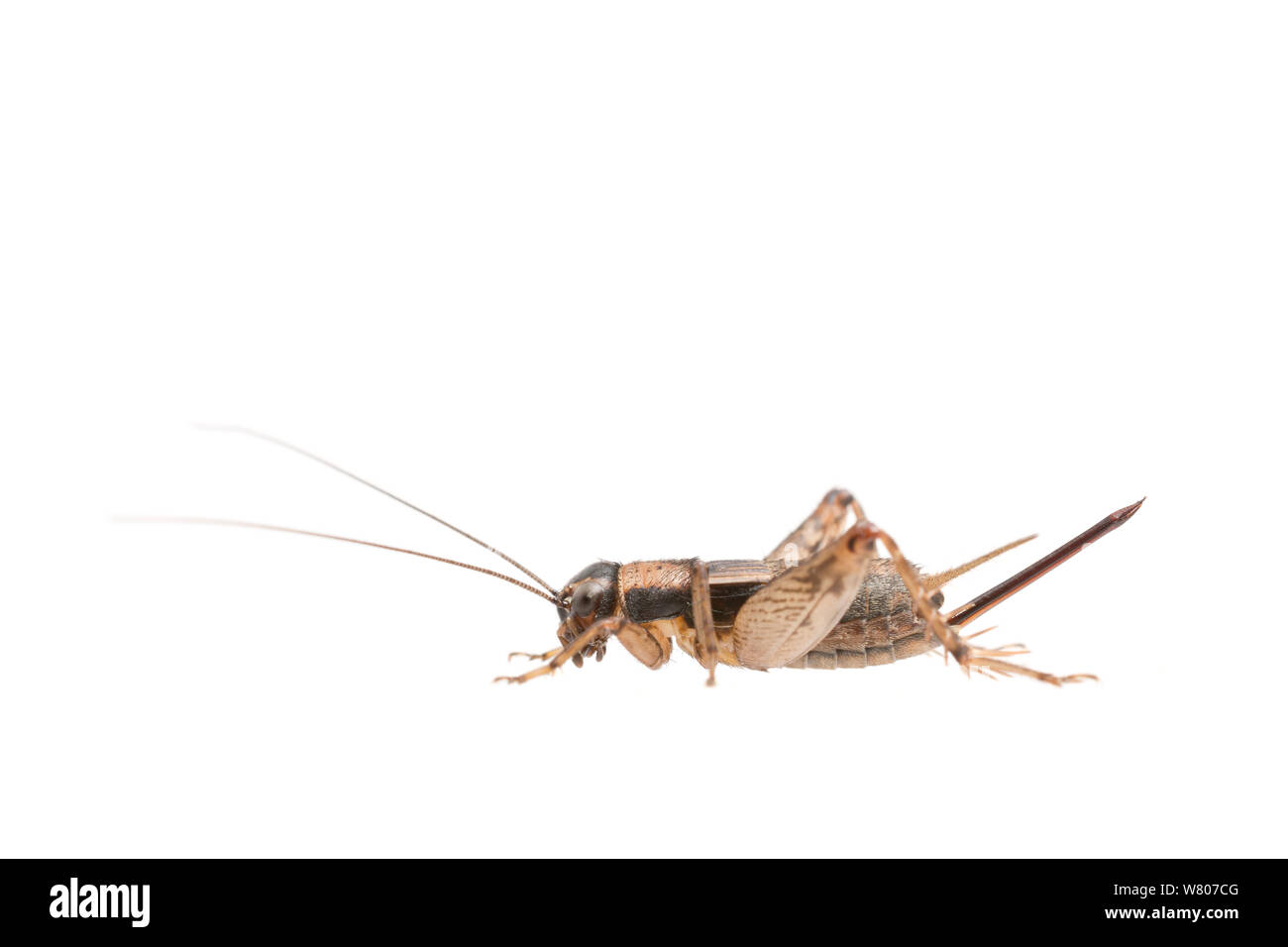 Wood-cricket (Nemobius sylvestris) female, The Netherlands, August. Meetyourneighbours.net project Stock Photo