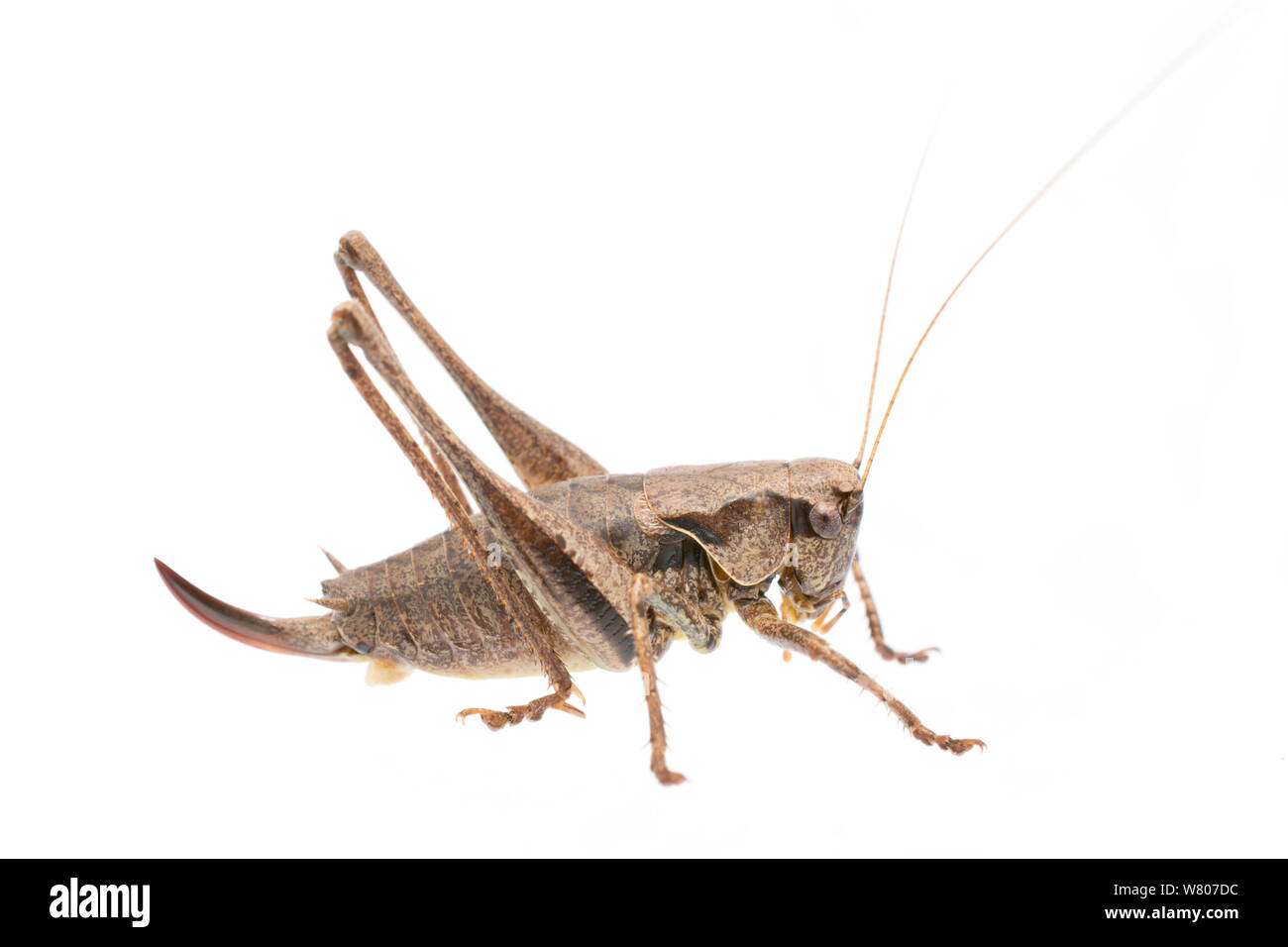 Dark bush-cricket (Pholidoptera griseoaptera) female, The Netherlands, September. Meetyourneighbours.net project Stock Photo
