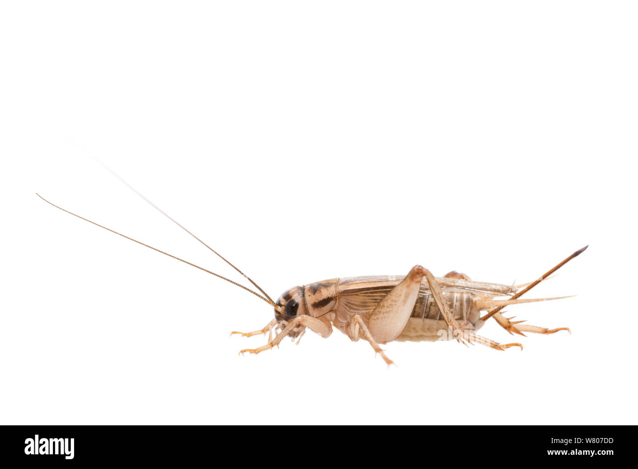 House cricket (Acheta domesticus) female, The Netherlands, September. Meetyourneighbours.net project Stock Photo
