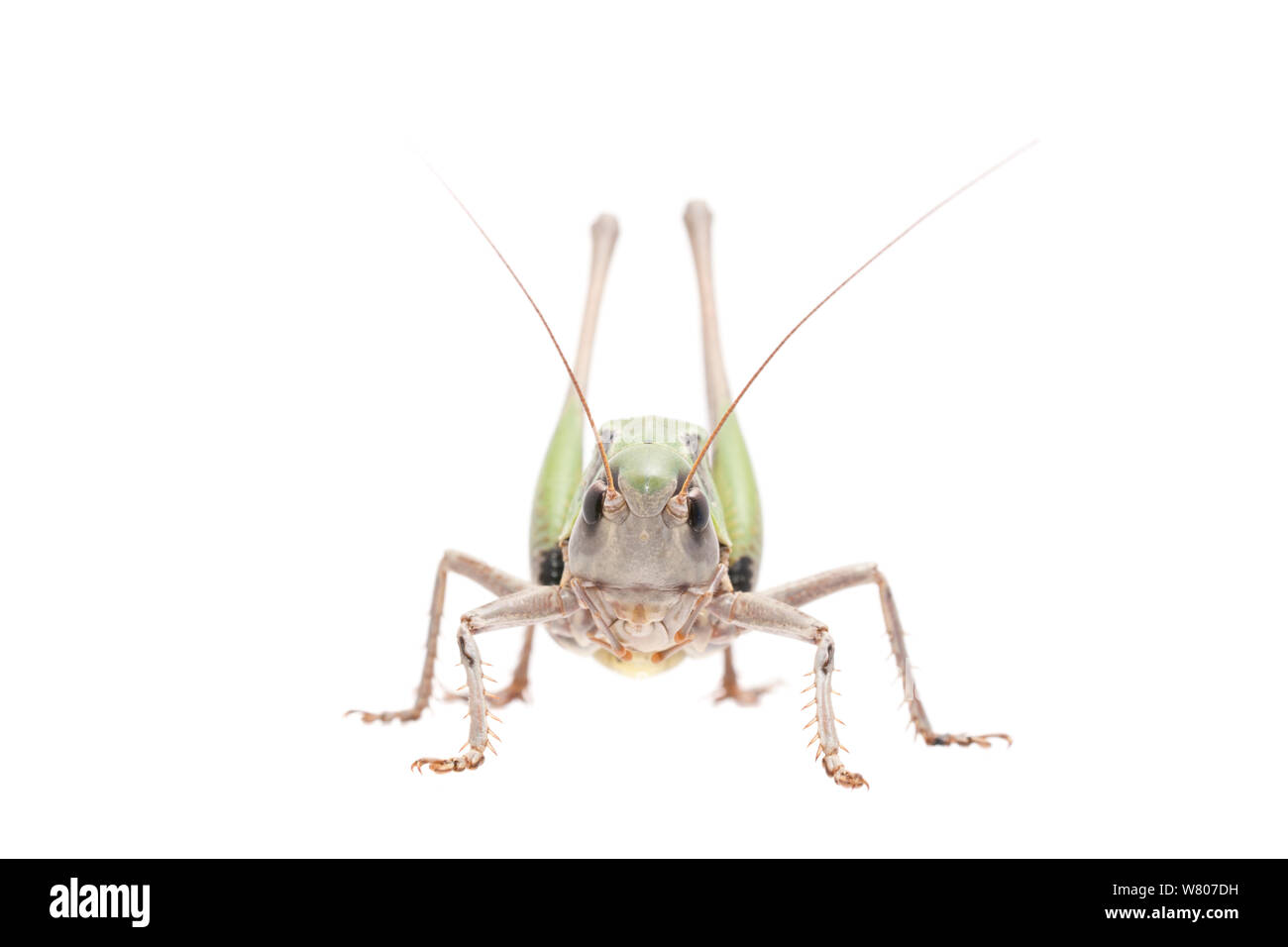 Wart-biter bush-cricket (Decticus verrucivorus) male, The Netherlands, July. Meetyourneighbours.net project Stock Photo