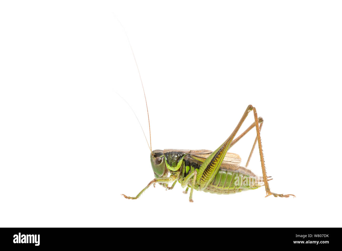 Roesel’s bush cricket (Metrioptera roeselii) male, The Netherlands, July. Meetyourneighbours.net project Stock Photo