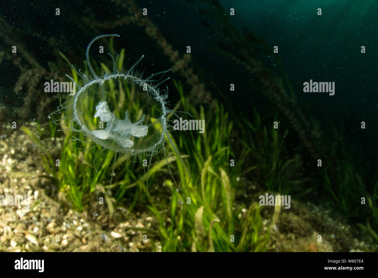 Freshwater jellyfish (Craspedacusta sowerbii) Lugano lake, Ticino, Switzerland. August. Invasive species. Stock Photo