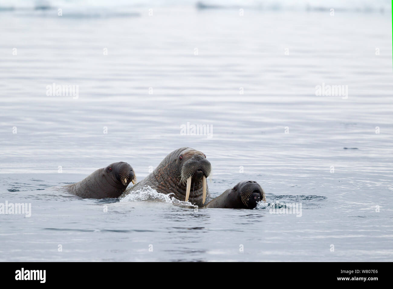 Walrus (Odobenus rosmarus) with juveniles, hauled out in shallow water, Spitsbergen, Svalbard Archipelago, Norway, Arctic Ocean. July. Stock Photo