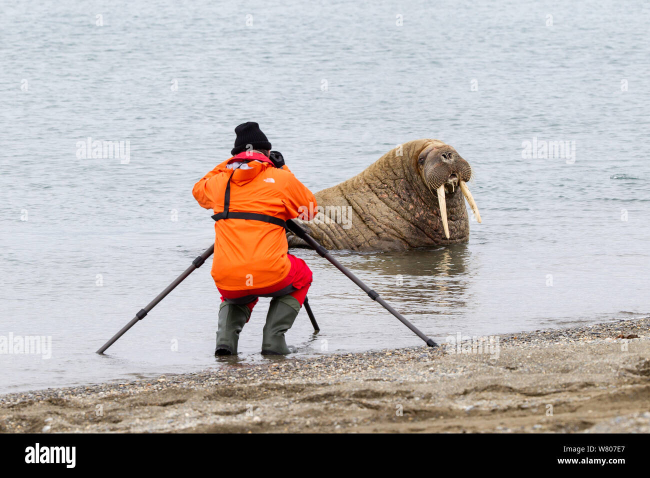 Photographer taking pictures of Walrus (Odobenus rosmarus) hauled out in shallow water, Spitsbergen, Svalbard Archipelago, Norway, Arctic Ocean. July. Stock Photo