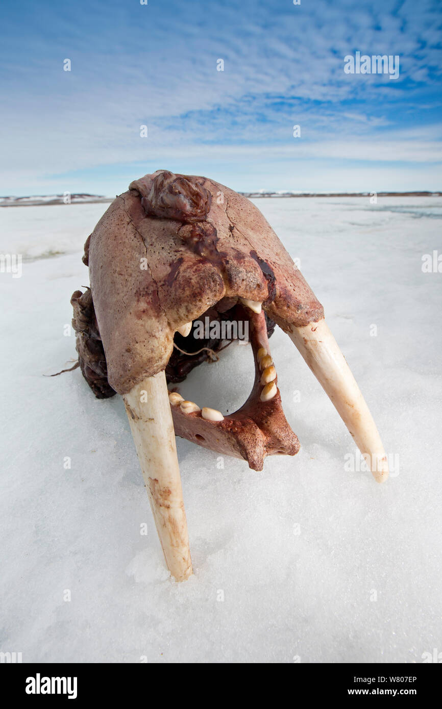 Walrus (Odobenus rosmarus) skull on shore,  Spitsbergen, Svalbard Archipelago, Norway, Arctic Ocean. July. Stock Photo