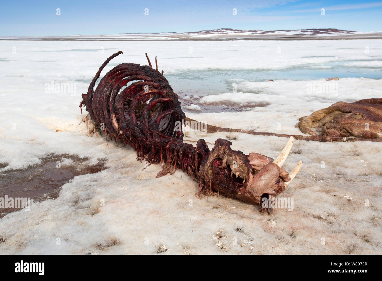Walrus (Odobenus rosmarus) skeleton on shore, Spitsbergen, Svalbard Archipelago, Norway, Arctic Ocean. July. Stock Photo