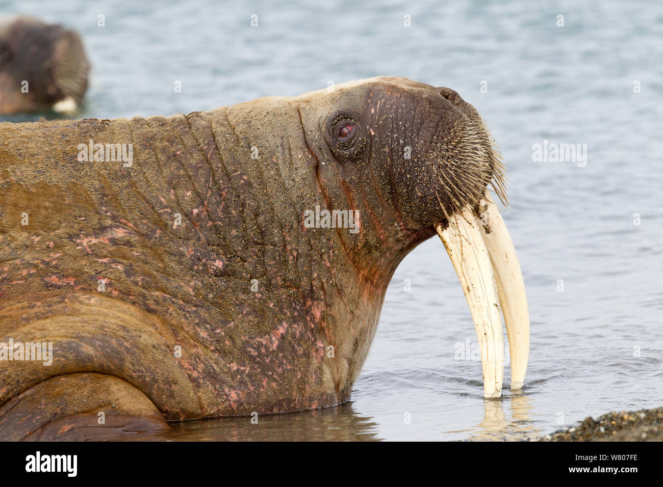 Walrus (Odobenus rosmarus) hauled out in shallow water, Spitsbergen, Svalbard Archipelago, Norway, Arctic Ocean. July. Stock Photo