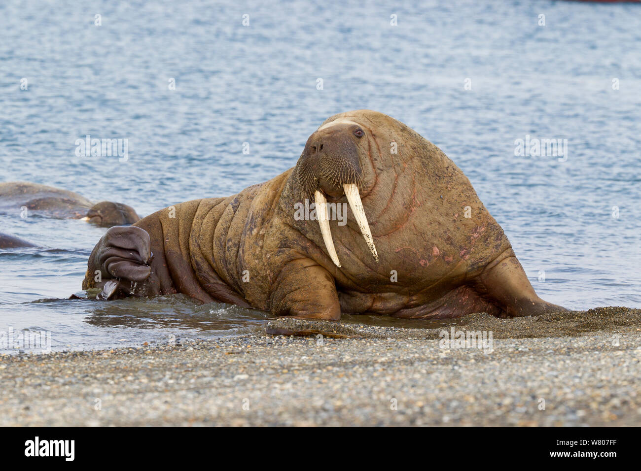Walrus (Odobenus rosmarus) hauled out, Spitsbergen, Svalbard Archipelago, Norway, Arctic Ocean. July. Stock Photo
