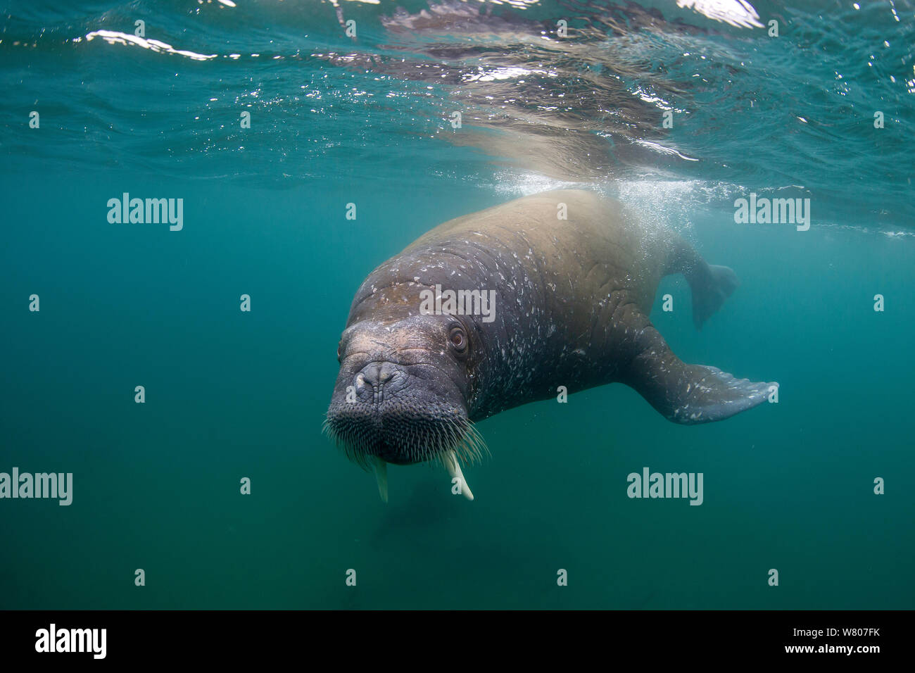 Walrus (Odobenus rosmarus) swimming underwater, Spitsbergen, Svalbard Archipelago, Norway, Arctic Ocean. July. Stock Photo