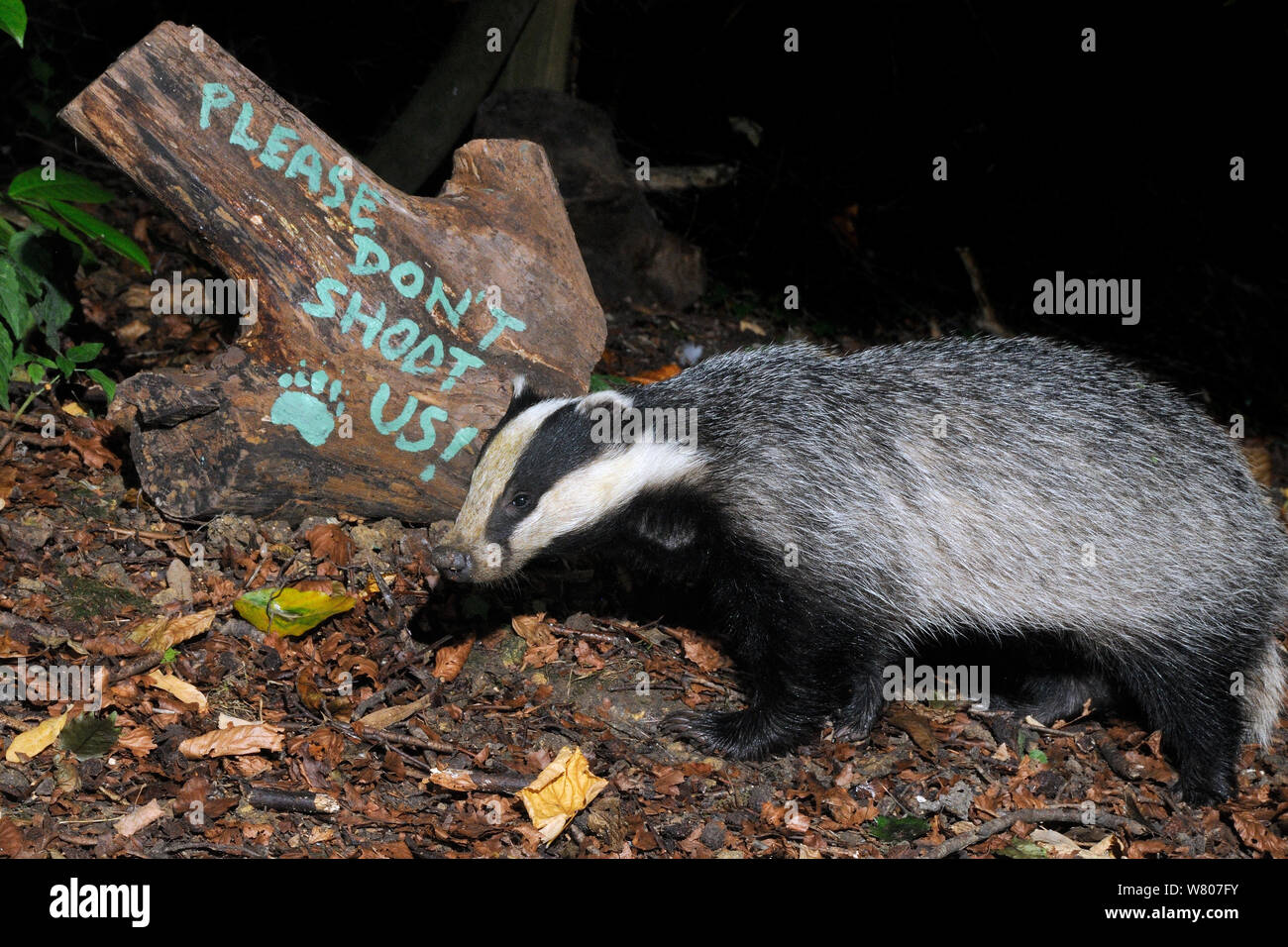 Nocturnal animal uk hi-res stock photography and images - Alamy