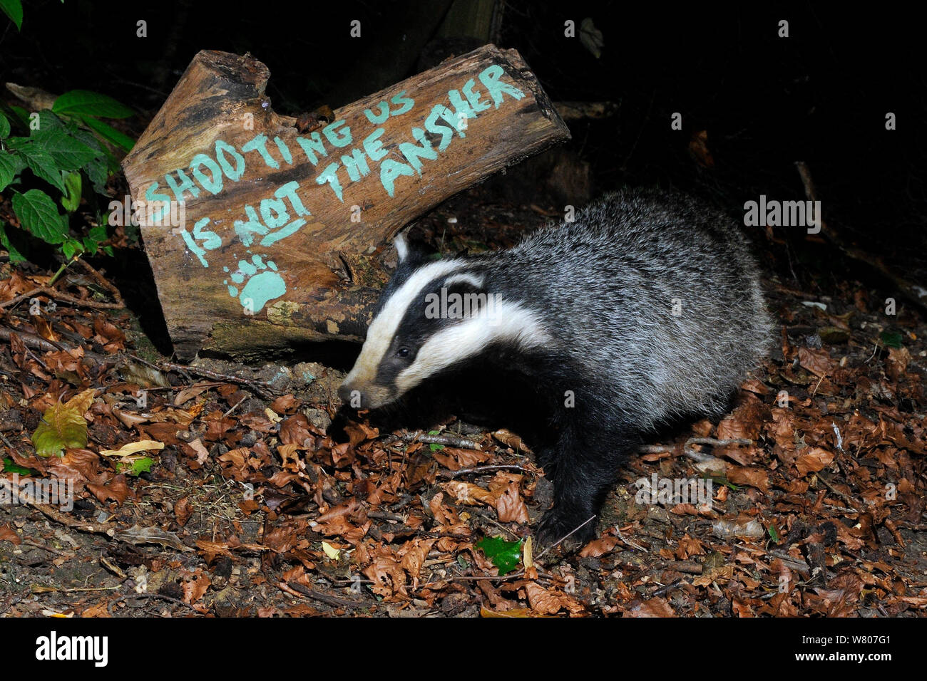 European badger (Meles meles) and message 'Shooting us is not the answer' painted on tree log, protesting against badger culling, Wiltshire, UK, September 2015.  Taken by a remote camera trap. Stock Photo