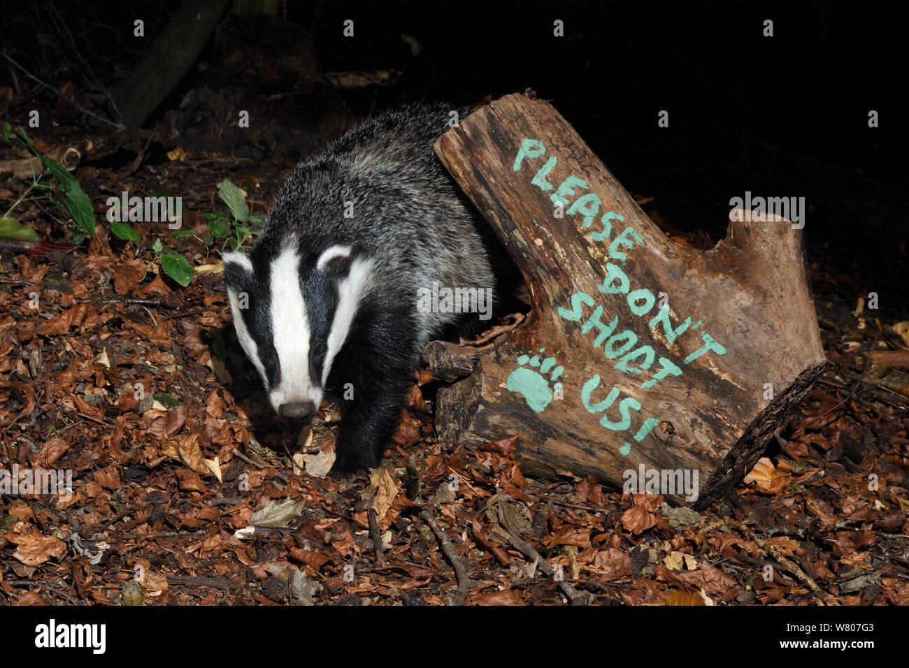 European badger (Meles meles) and message 'Please don't shoot us' protesting against badger culling painted on log. Wiltshire, UK, September 2015.  Taken by a remote camera trap. Stock Photo