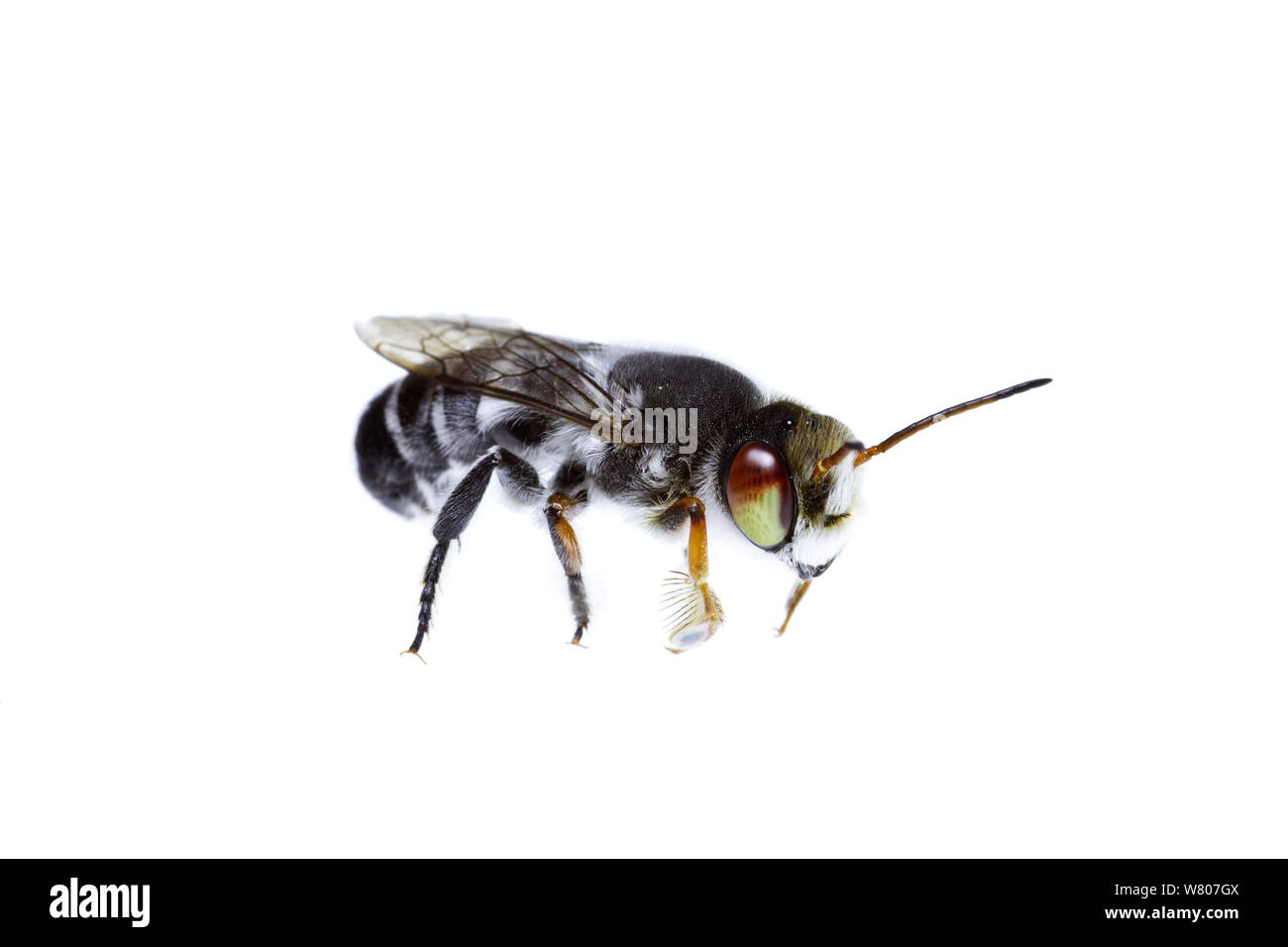 Leafcutter bee (Megachile aurifrons) male, Swan Coastal Plain, South Western Australia. December