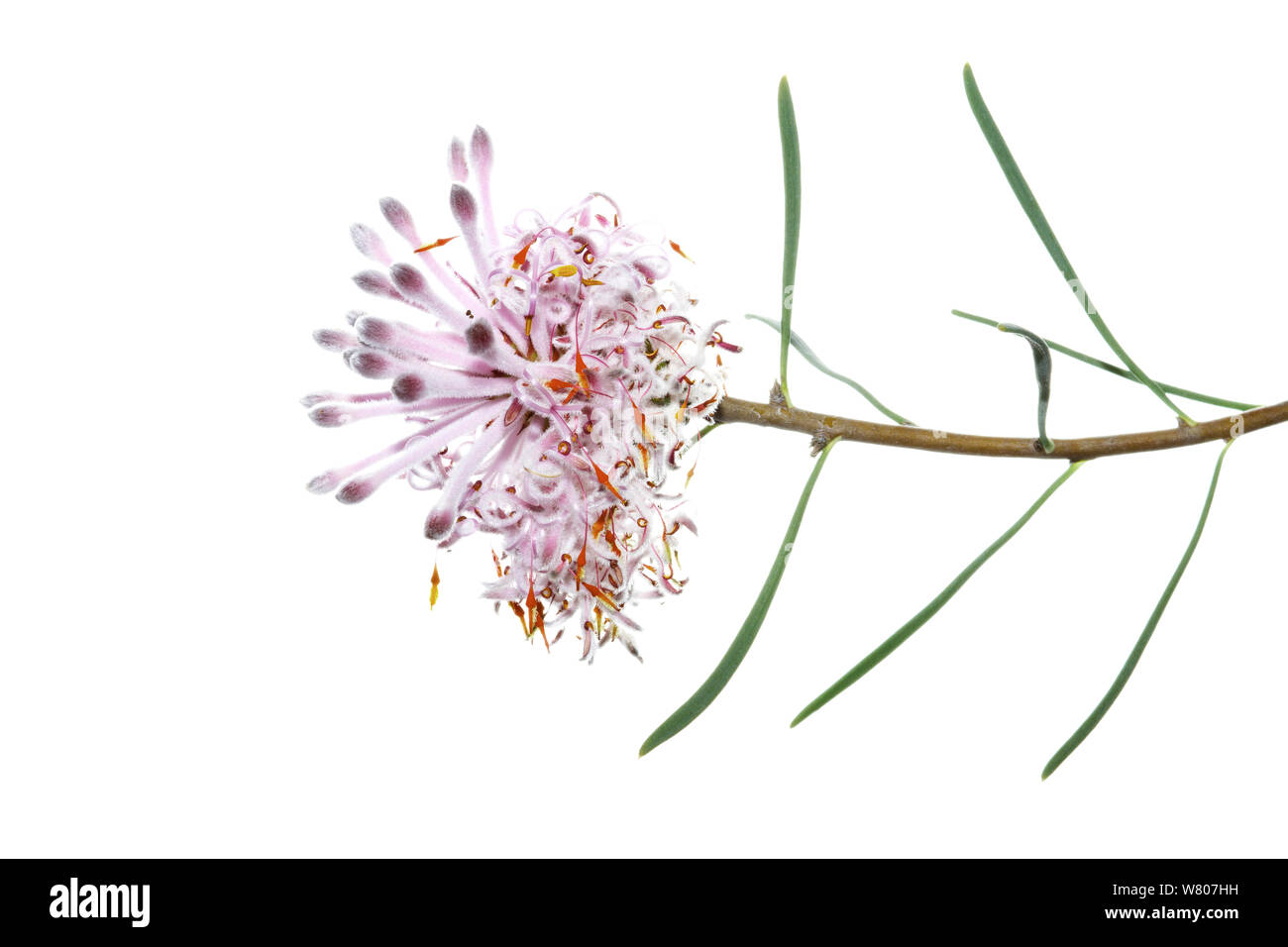 Pixie mops (Petrophile linearis) flower, South-Western Australia. September. Stock Photo