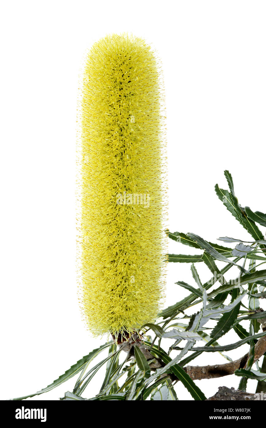 Slender banksia (Banksia attenuata) flower, South-western Australia. Stock Photo