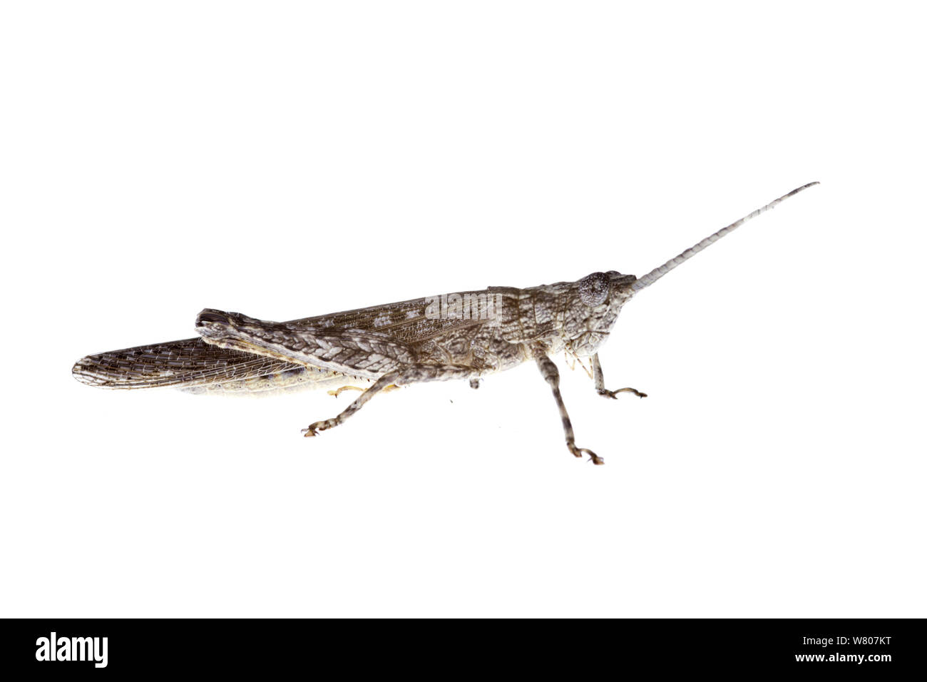 Short horned grasshopper (Coryphistes ruricola) South Western Australia. Stock Photo