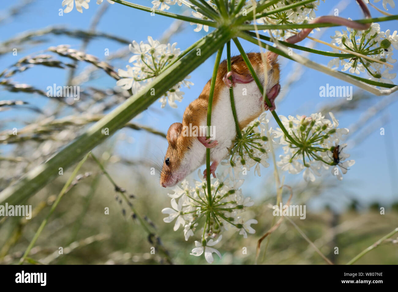Harvest mouse (Micromys minutus) clinging to a Common hogweed (Heracleum sphondylium) flowerhead with its feet and tail after release into the wild, Moulton, Northampton, UK, June. Stock Photo