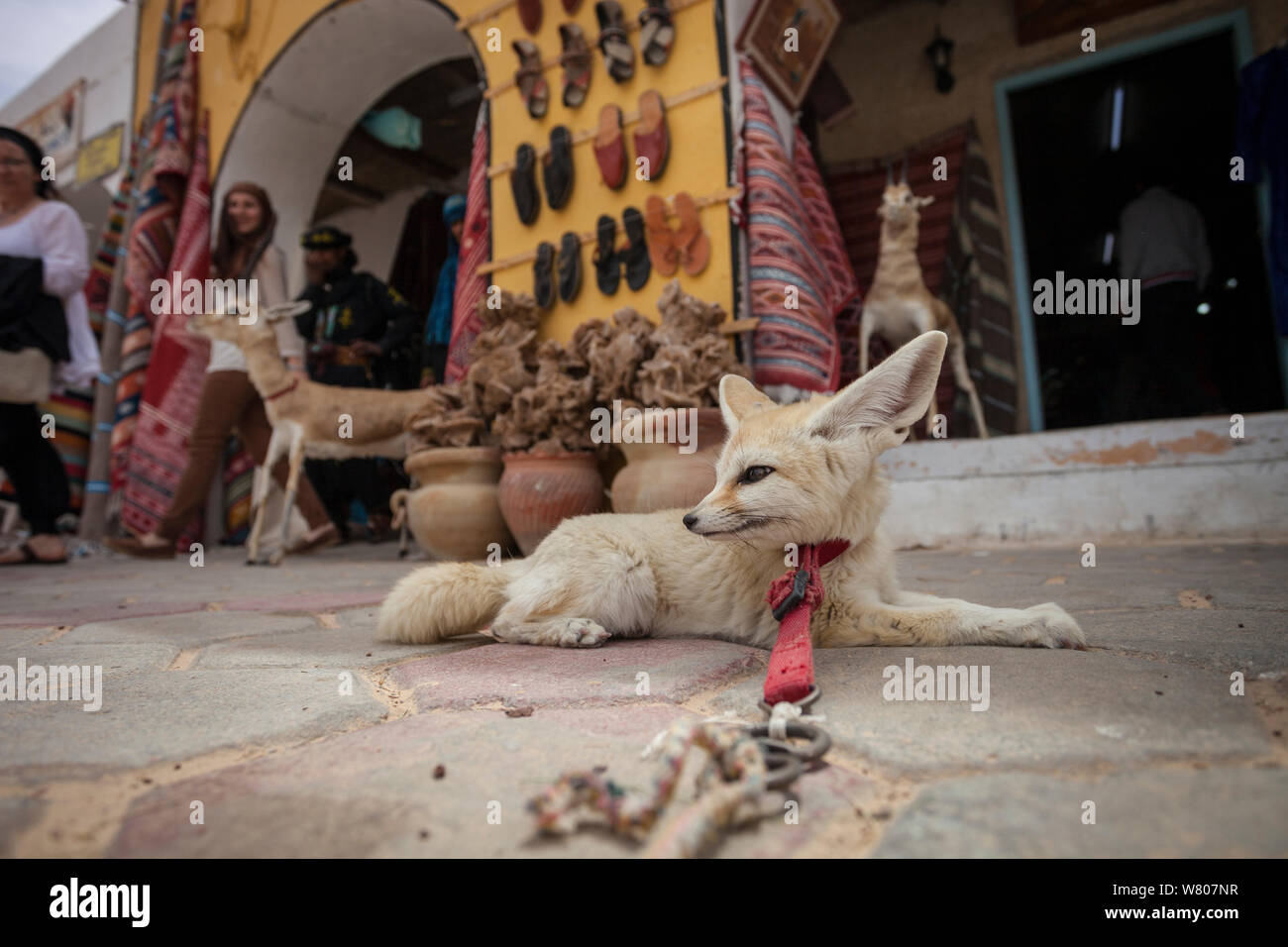 Fennec fox (Vulpes zerda) ‘Sultan’ tied up in front of a tourist shop in the souk,  Douz,  Kebili Governorate. Tunisia. Unwittingly, tourists support the capture of fennec fox cubs from the wild by paying to take photos or even purchasing them, illegally, as pets. Foxes used as tourist attractions often exhibit signs of stress and aggression and die prematurely. April 2013. Stock Photo
