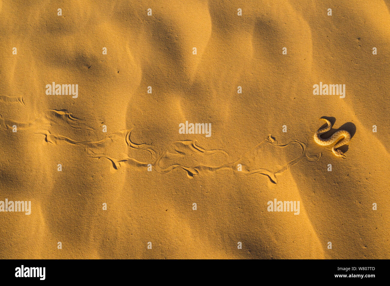 Sand viper (Cerastes vipera) side winding on sand dunes. Grand Erg Oriental, Kebili Governorate. Tunisia. Stock Photo