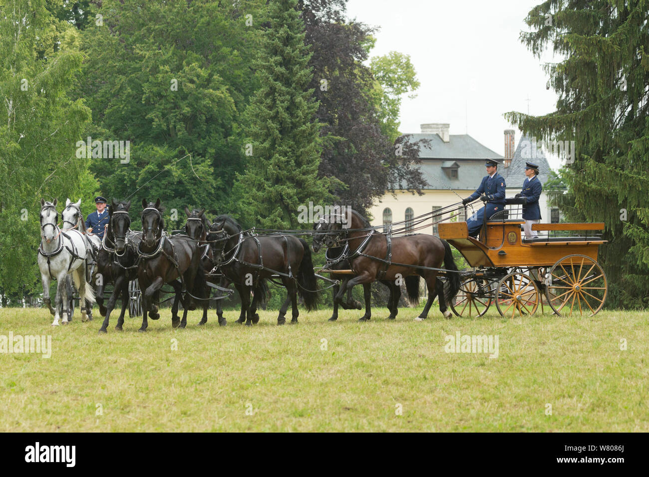 Traditionally dressed staff driving rare black and white Kladruber stallions, at the Great Riding Festival, in Slatinany National Stud, Pardubice Region, Czech Republic. June 2015. Stock Photo