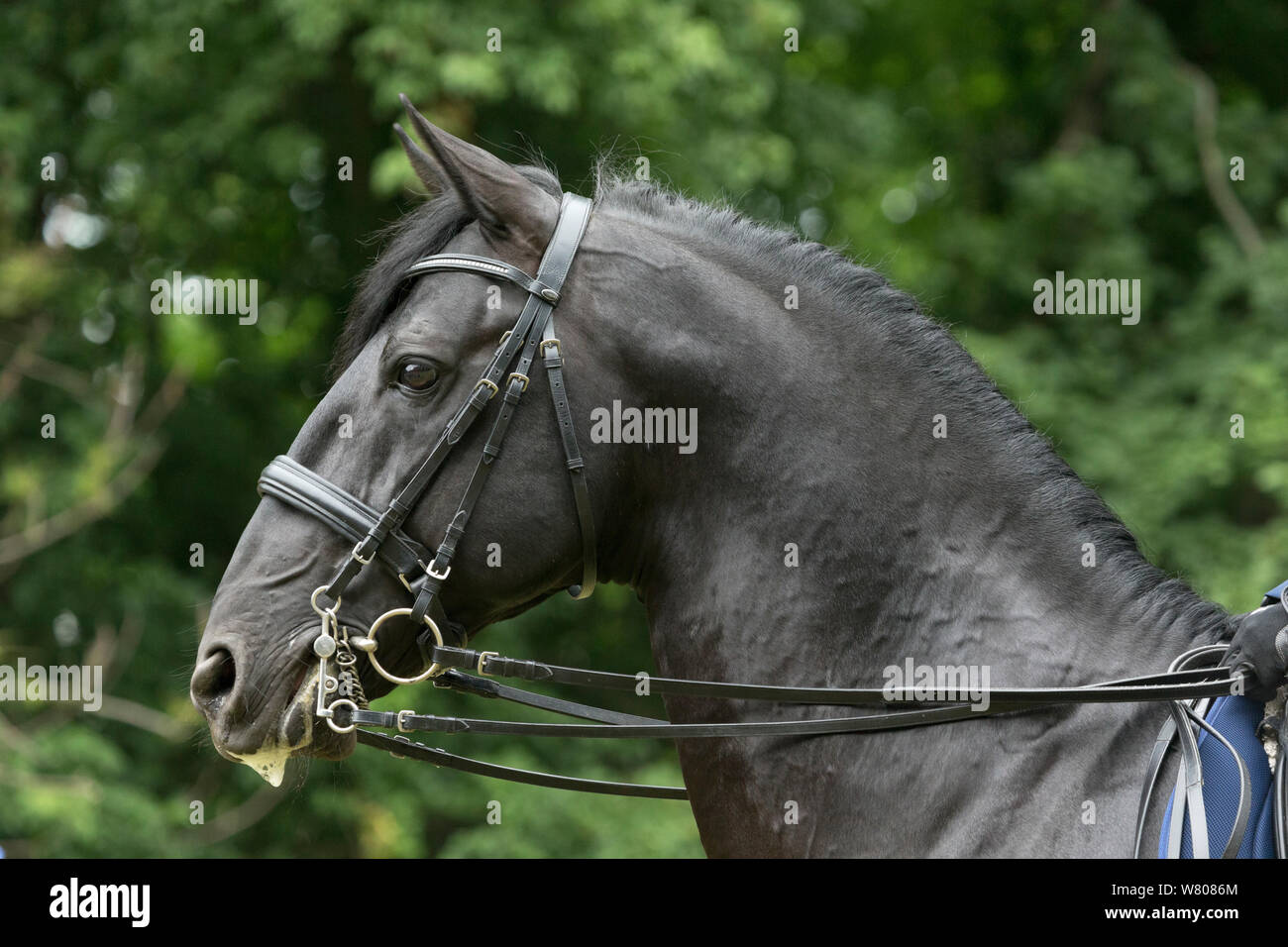 Headshot of a rare black Kladruber stallion, at the Great Riding Festival, in Slatinany National Stud, Pardubice Region, Czech Republic. Stock Photo