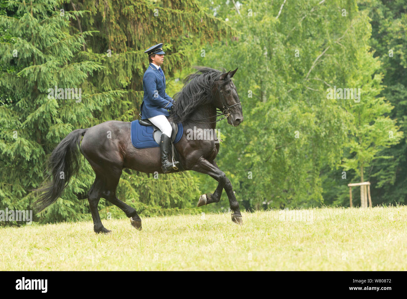 Man in traditional riding costume rides a rare black Kladruber horse/stallion, at the Great Riding festival, in Slatinany national stud, Pardubice Region, Czech Republic. June 2015. Stock Photo