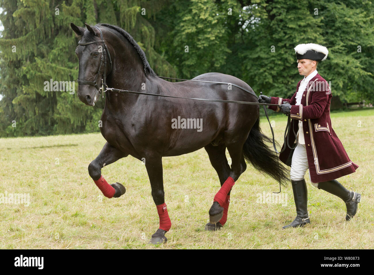 A man dressed in period costume drives in long reins a rare black Kladruber horse/stallion, at the Great Riding festival, in Slatinany national stud, Pardubice Region, Czech Republic. June 2015. Stock Photo