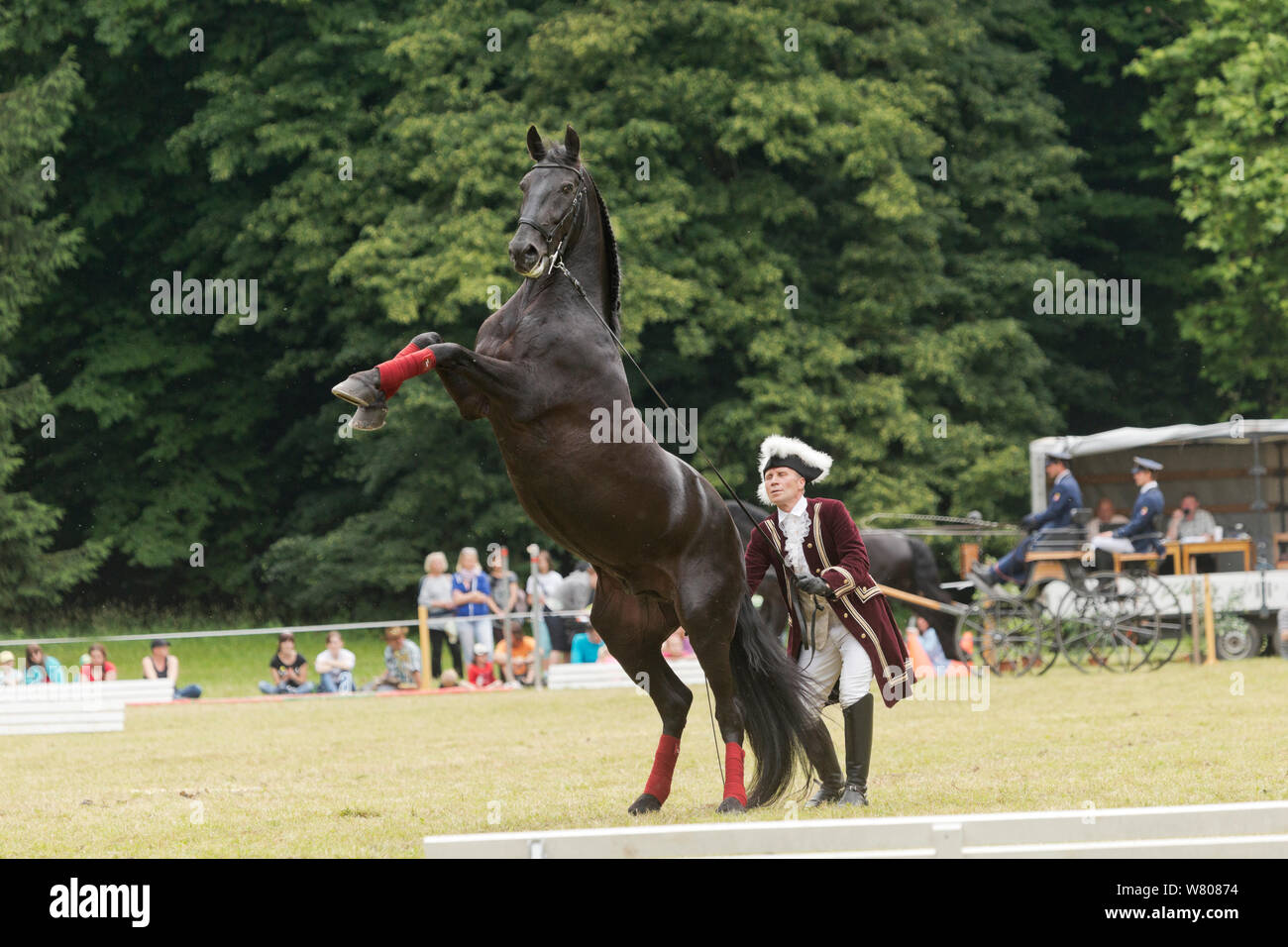 Man dressed in period costume with rearing rare black Kladruber horse/stallion to rear, at the Great Riding festival, in Slatinany national stud, Pardubice Region, Czech Republic. Stock Photo