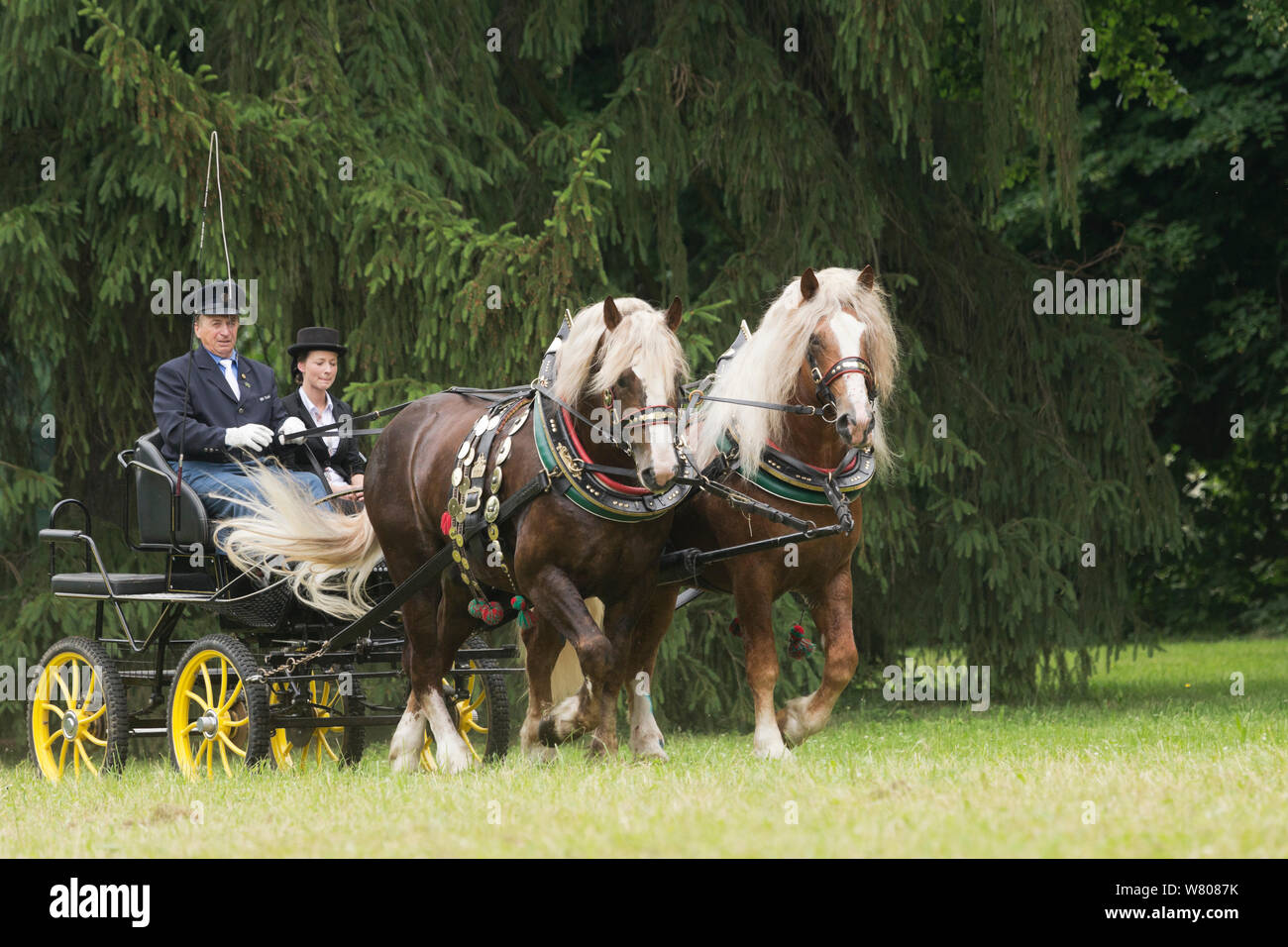 Staff in traditional dress, driving rare Czech Moravian draft horses / stallions, at the Great Riding Festival, in Slatinany national stud, Pardubice Region, Czech Republic. June 2015. Stock Photo