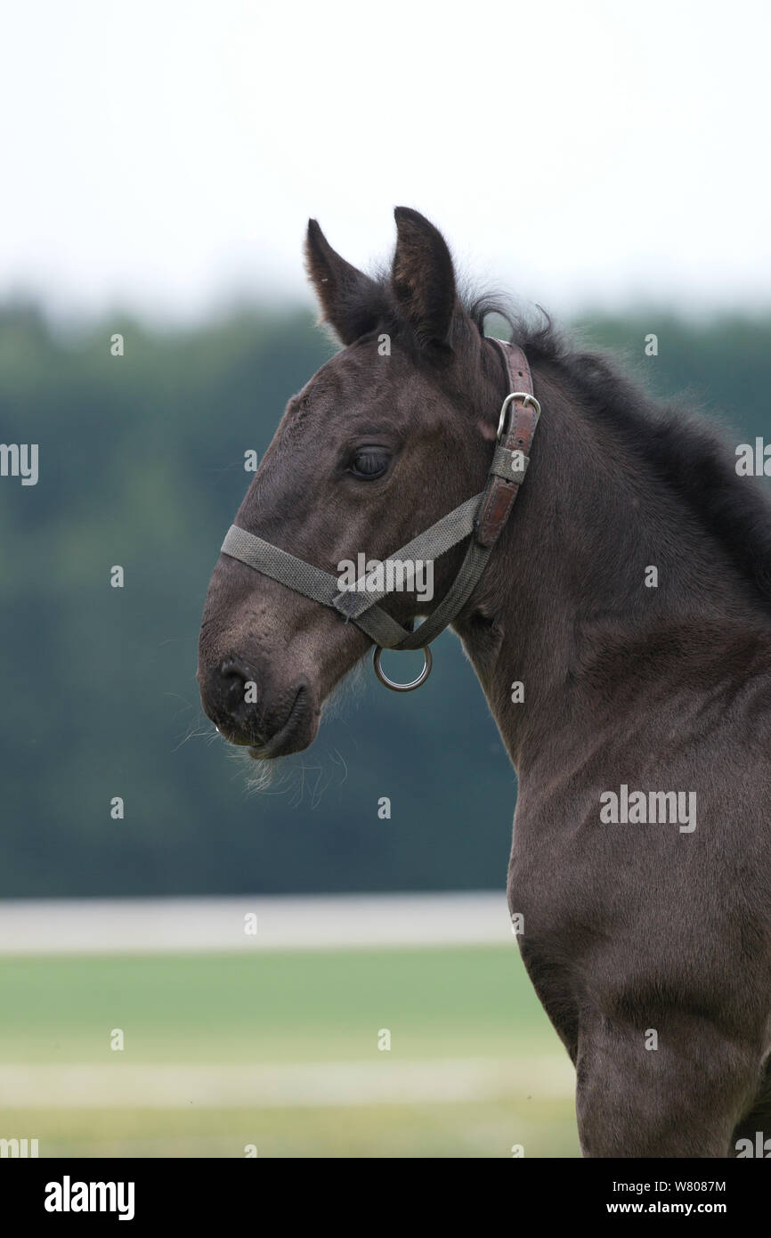 Headshot of a rare black Kladruber colt / foal, in Slatinany national stud, Pardubice Region, Czech Republic. June. Stock Photo