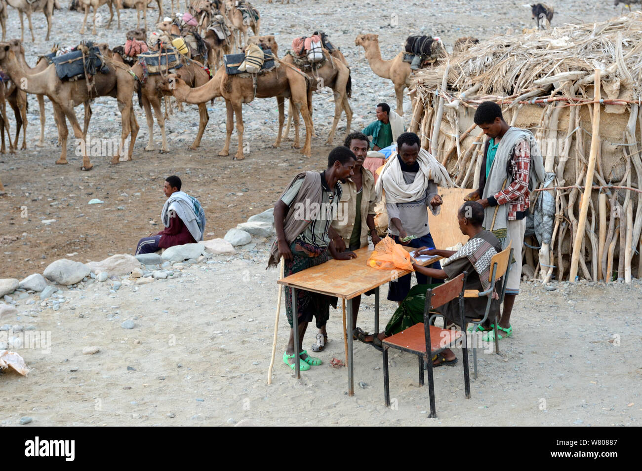 Early morning at Ahmed Ela, men with caravan of Dromedary camels (Camelus dromedarius) waiting for assignments. Lake Assale, Danakil Depression, Afar region, Ethiopia, March 2015. Stock Photo