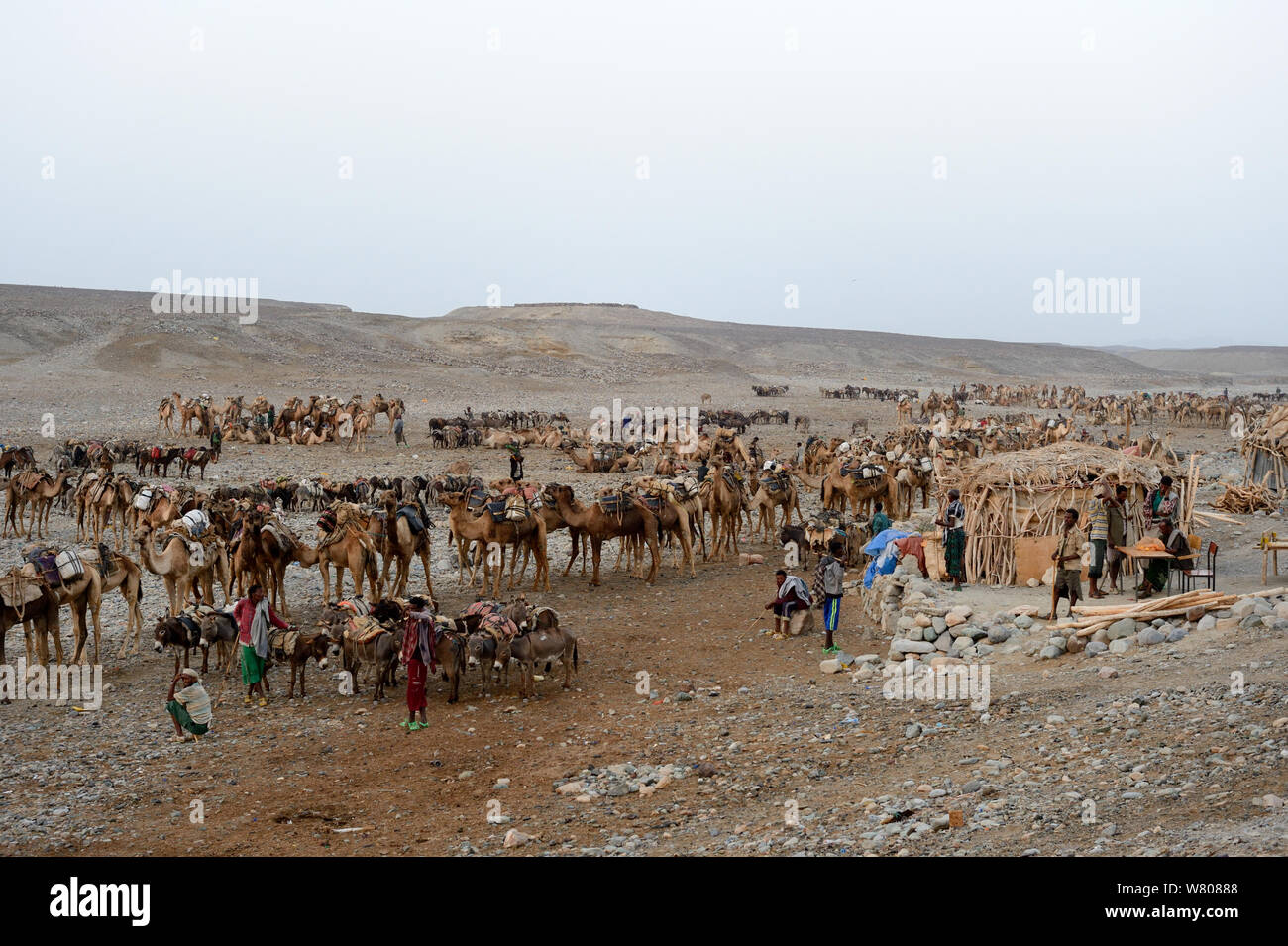 Early morning at Ahmed Ela, the Dromedary camels (Camelus dromedarius) and their pullers waiting for assignment to their Afar salt cutter crews on lake Assale, Danakil depression, Afar region, Ethiopia, March 2015. Stock Photo