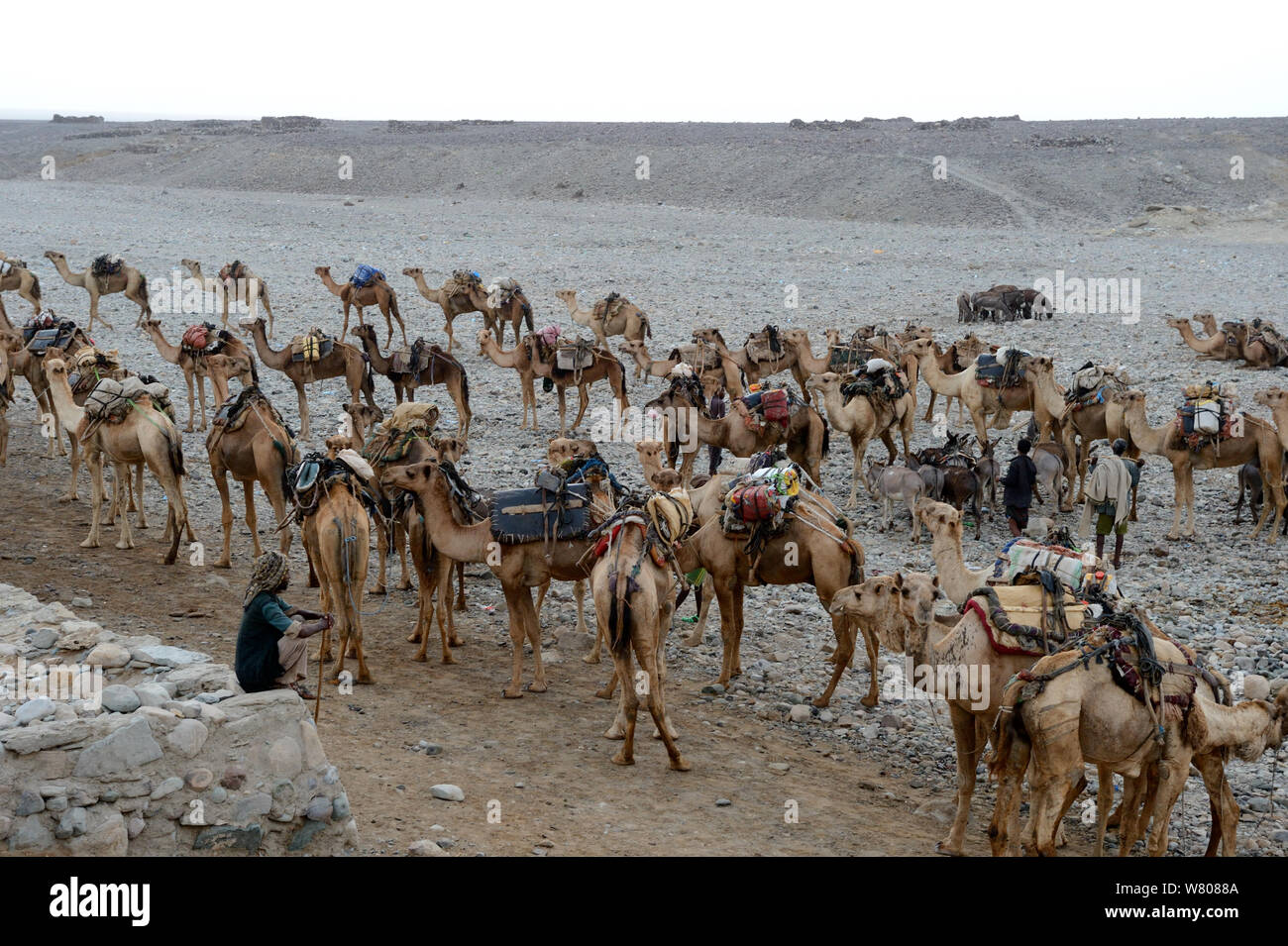 Early morning at Ahmed Ela, with caravan of Dromedary camels (Camelus dromedarius) and their pullers going to pick up salt at Lake Assale, Danakil Depression, Afar region, Ethiopia, March 2015. Stock Photo