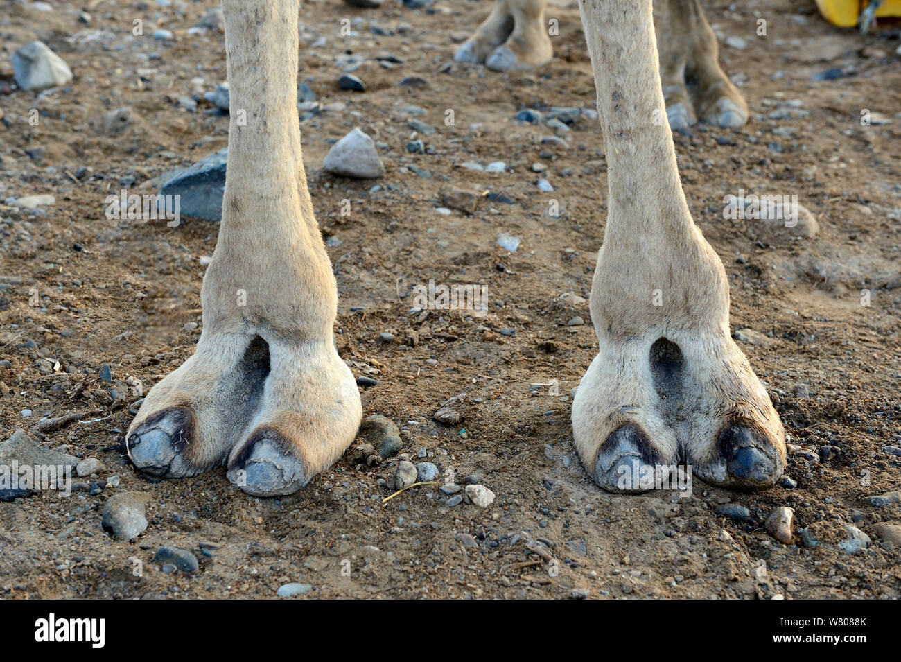 640+ Camels Feet Stock Photos, Pictures & Royalty-Free Images - iStock
