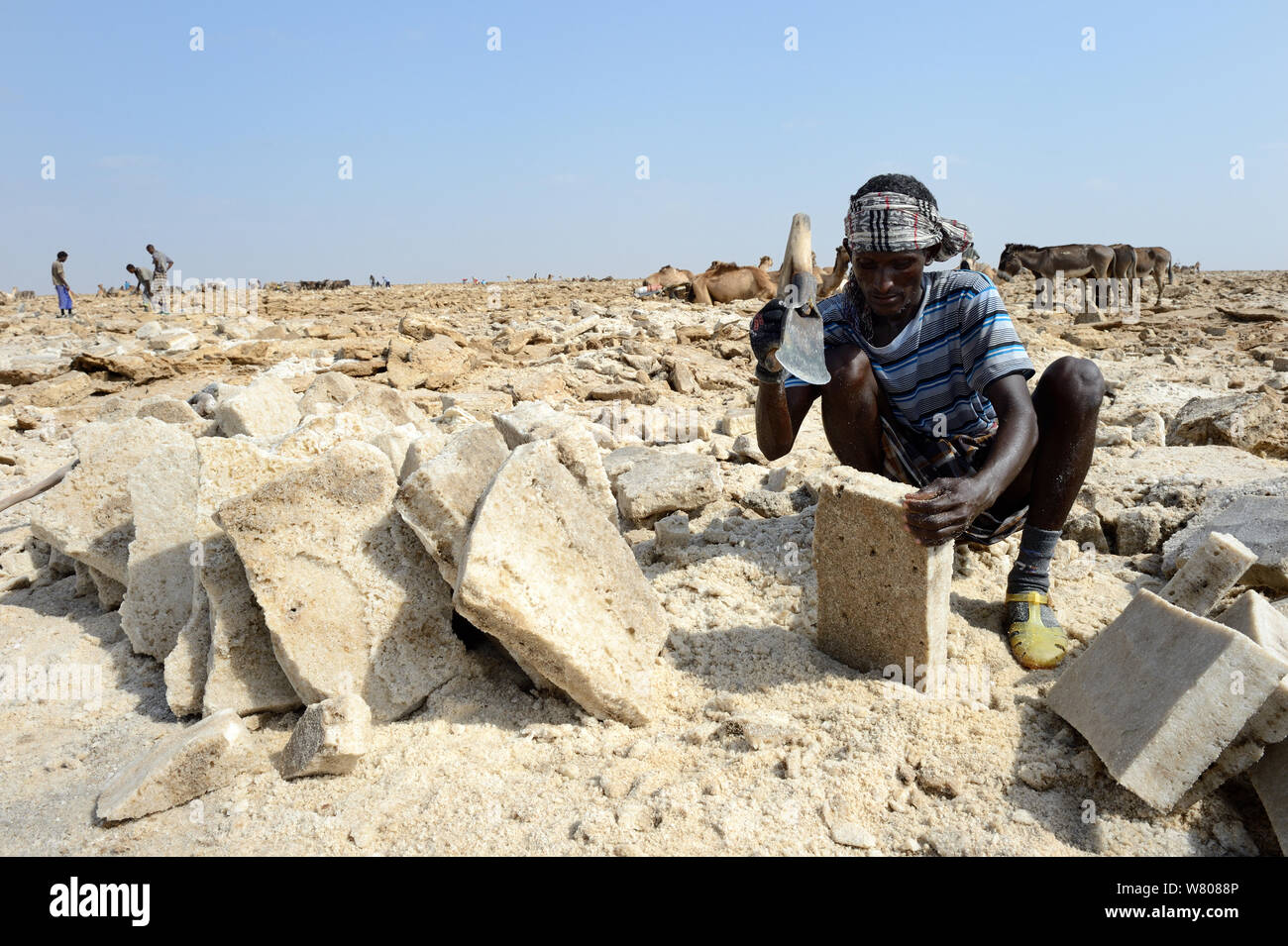 Afar man cutting salt into blocks, Lake Assale, Danakil Depression, Afar region, Ethiopia, March 2015. Stock Photo