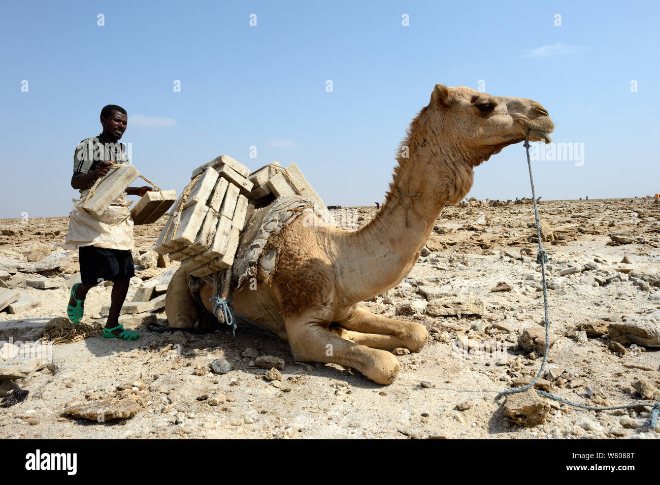 Man loading Dromedary camel (Camelus dromedarius) with 5kg blocks of salt to transport to Mekele Market, Lake Assale, Danakil depression, Afar region, Ethiopia, March 2015. Stock Photo