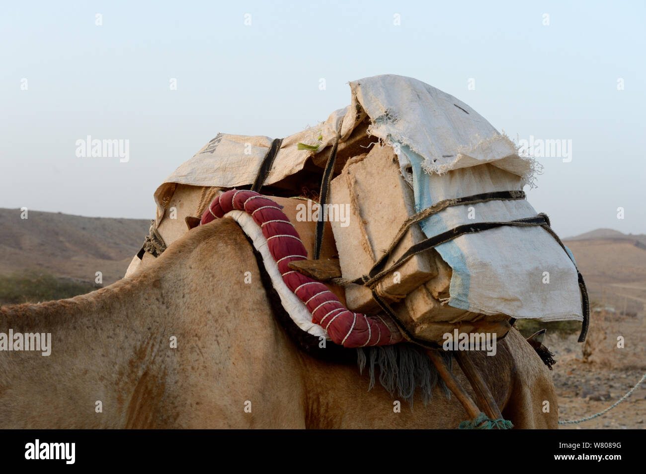 5kg blocks of salt loaded on the back of Dromedary camel (Camelus dromedarius) transporting them from Lake Assale, to Mekele market, Danakil Depression, Afar region, Ethiopia, March 2015. Stock Photo