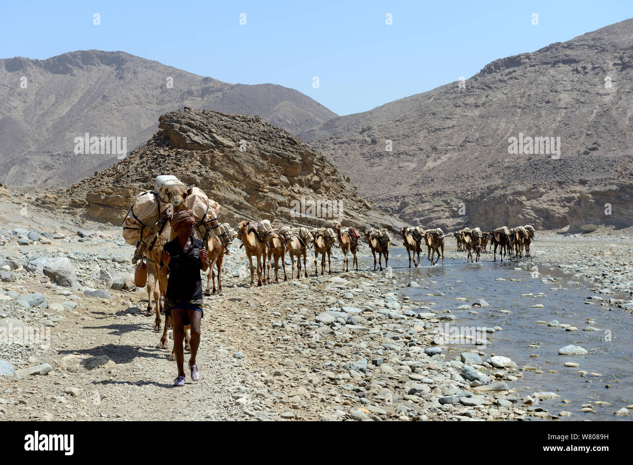 Salt caravans made up of hundreds of Dromedary camels (Camelus dromedarius) and their pullers transporting salt slabs cut from the salt lake Assale, to Mekele market, Saba Canyon, Danakil Depression, Afar region, Ethiopia, March 2015. Stock Photo