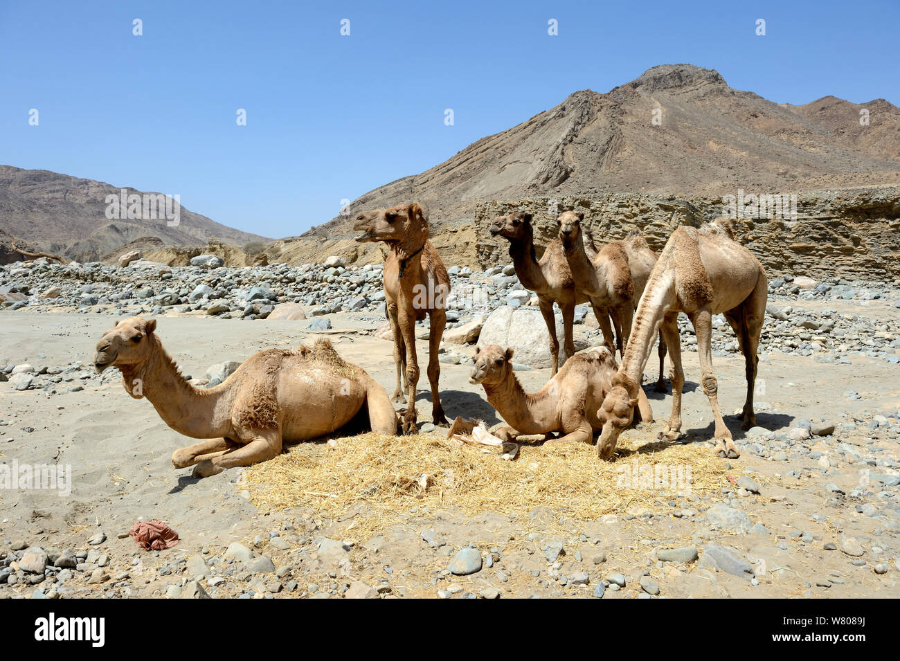 Caravan of Dromedary camels (Camelus dromedarius) at a rest point near river, Saba Canyon. Transporting salt from salt mine of Lake Assale to the Mekele market,  Danakil depression, Afar region, Ethiopia, March 2015. Stock Photo