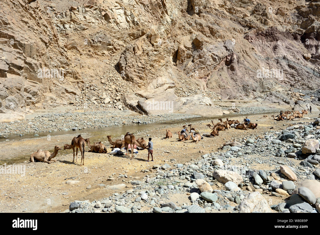 Caravan of Dromedary camels (Camelus dromedarius) and their pullers at a resting point, Saba Canyon. Transporting salt from the salt mines of lake Assale to the Mekele market,  Danakil Depression, Afar region, Ethiopia, March 2015. Stock Photo