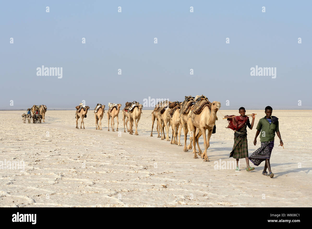 Salt caravans made up of hundreds of Dromedary camels (Camelus dromedarius) and their pullers transporting salt slabs cut from the salt lake Assale to the Mekele market, Danakil depression, Afar region, Ethiopia, March 2015. Stock Photo