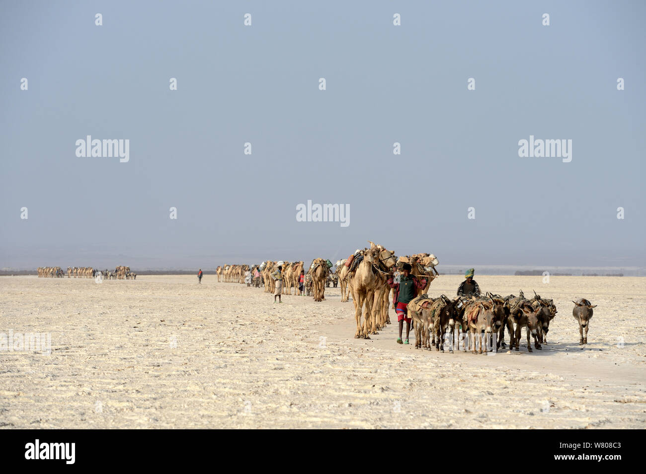 Salt caravans made up of hundreds of Dromedary camels (Camelus dromedarius), donkeys and their pullers transporting salt slabs cut from the salt lake Assale to the Mekele market, Danakil depression, Afar region, Ethiopia, March 2015. Stock Photo