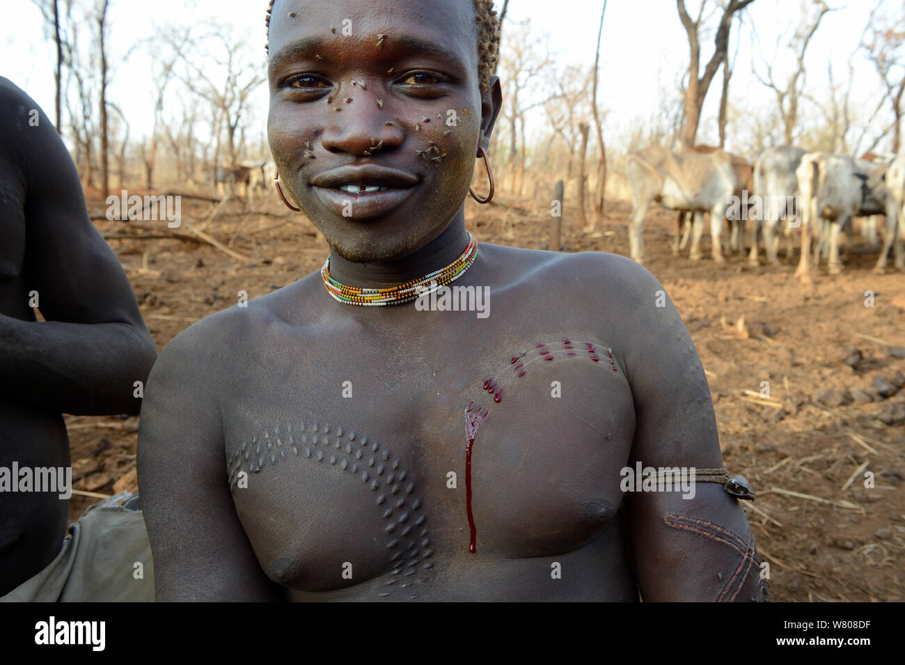 Young man from the Bodi Tribe with having new scars made on his chest with razor blade  to make decorative skin scarifications. Omo Valley,  Ethiopia, March 2015. Stock Photo