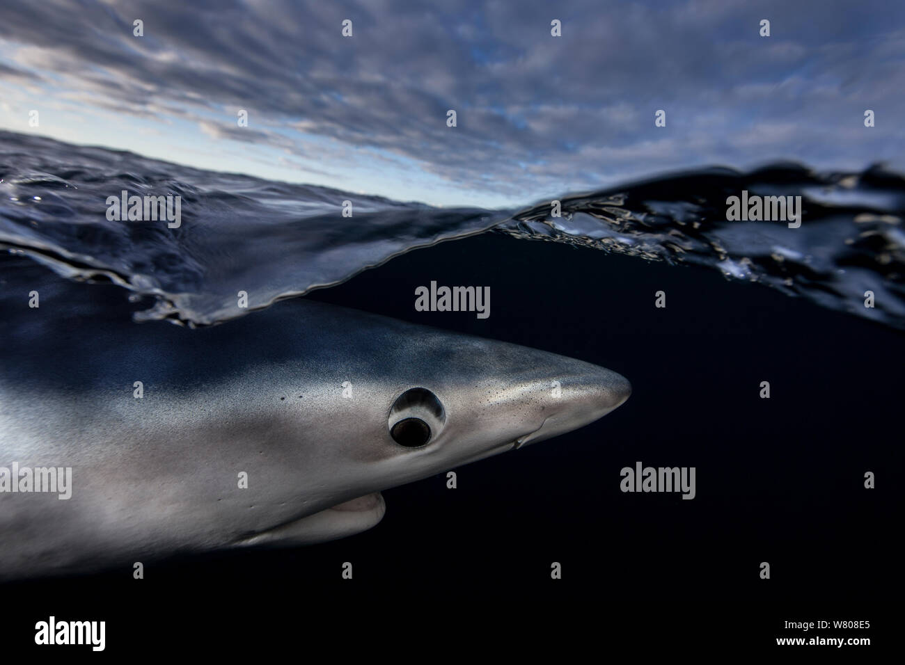 Blue shark (Prionace glauca) just below the surface, Hauraki Gulf, Auckland, New Zealand, June. Stock Photo