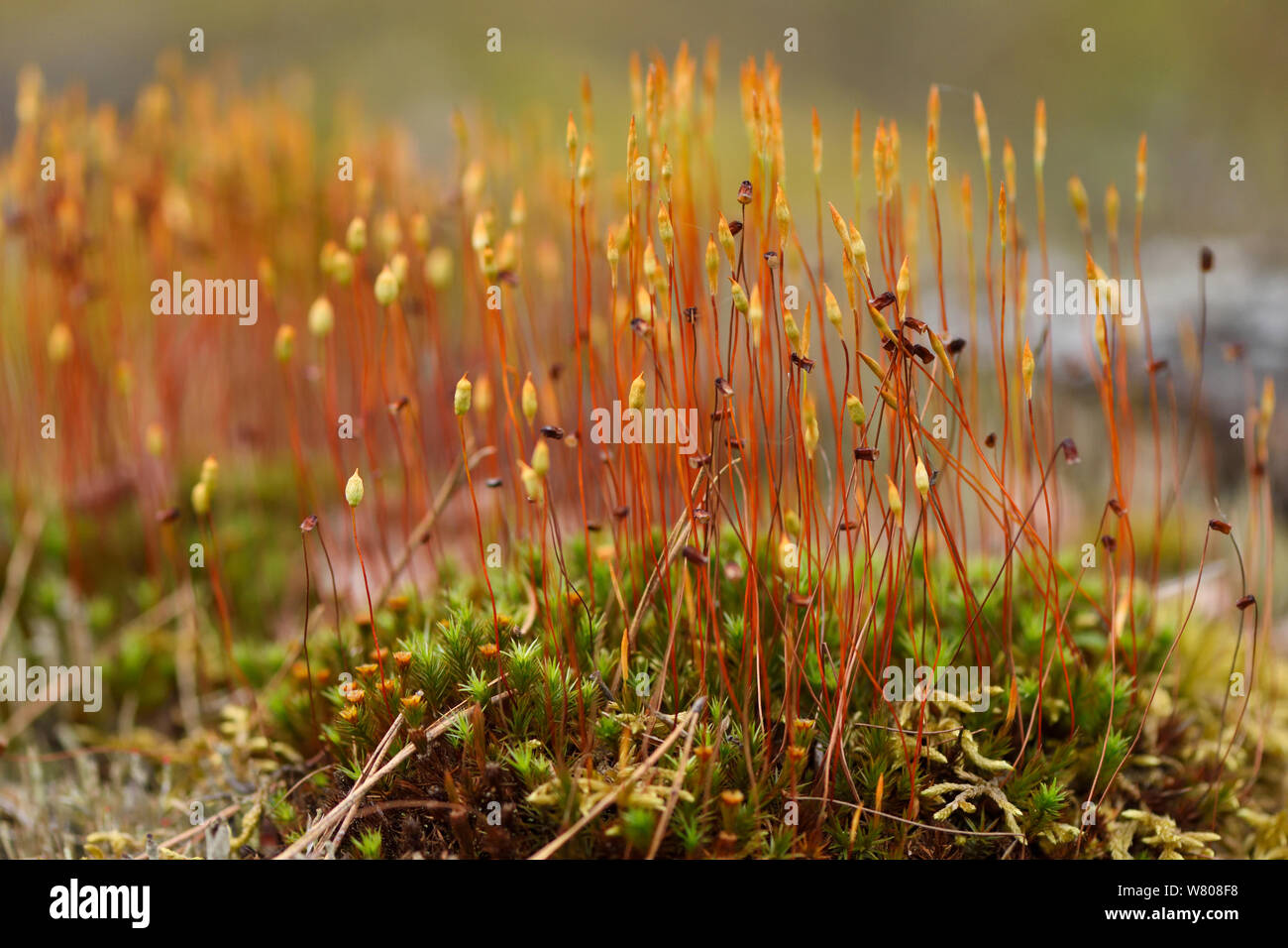 Fire moss (Ceratodon purpureus) sporangia, Lithuania, May. Stock Photo